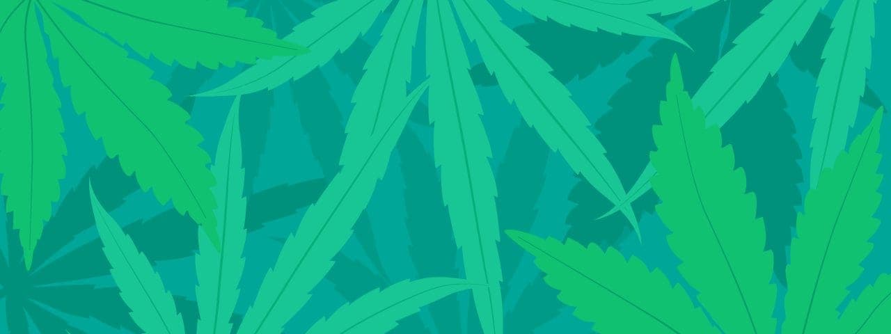 Cannabis leaves with different hues overlapping each other